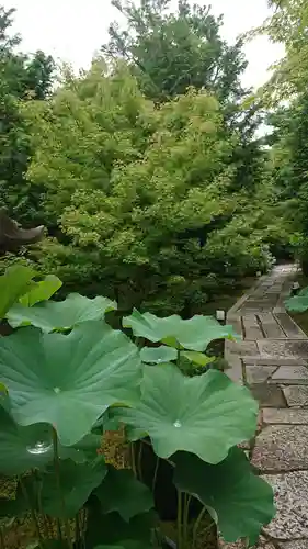 勝林寺の庭園