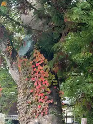 矢彦神社(長野県)