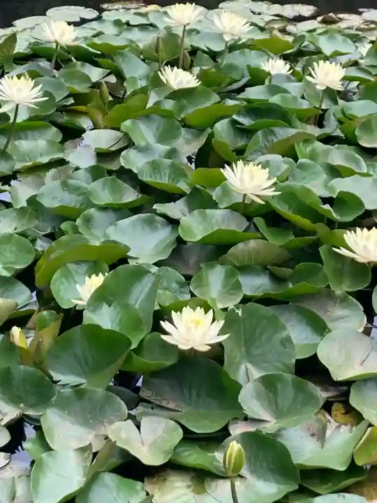 明治神宮(東京都)