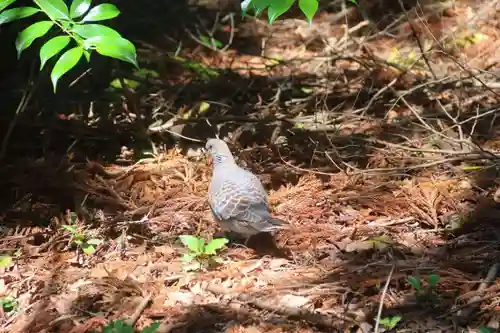 滑川神社 - 仕事と子どもの守り神の動物