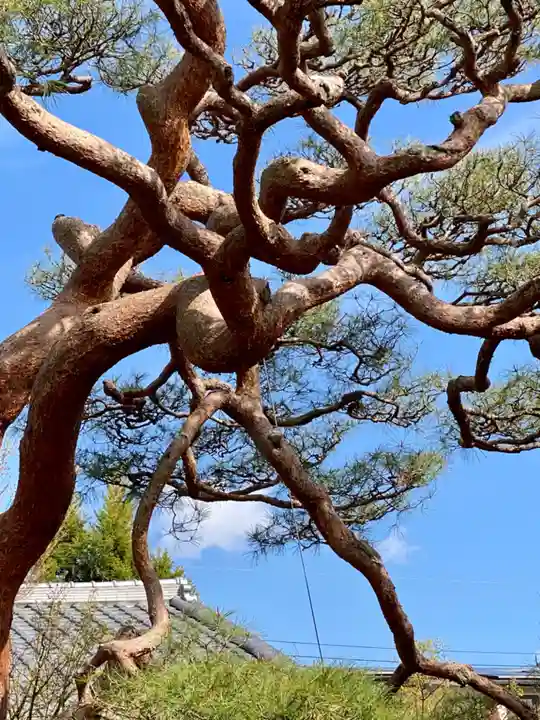 妙顯寺(妙顕寺)の自然