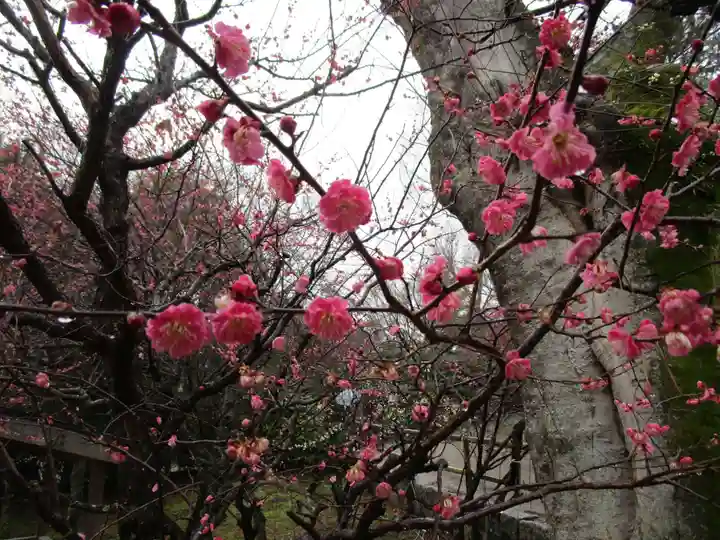 北野天満宮(京都府)
