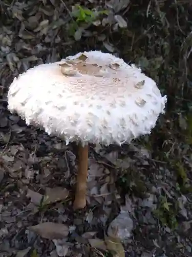 高津八幡宮(京都府)