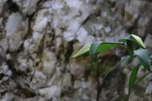 鹿島大神宮の自然