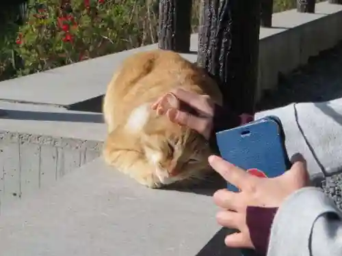 熊野若王子神社の動物