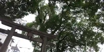 山王神社の鳥居
