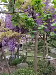 亀戸天神社の庭園