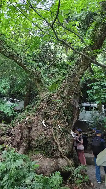 來宮神社(静岡県)