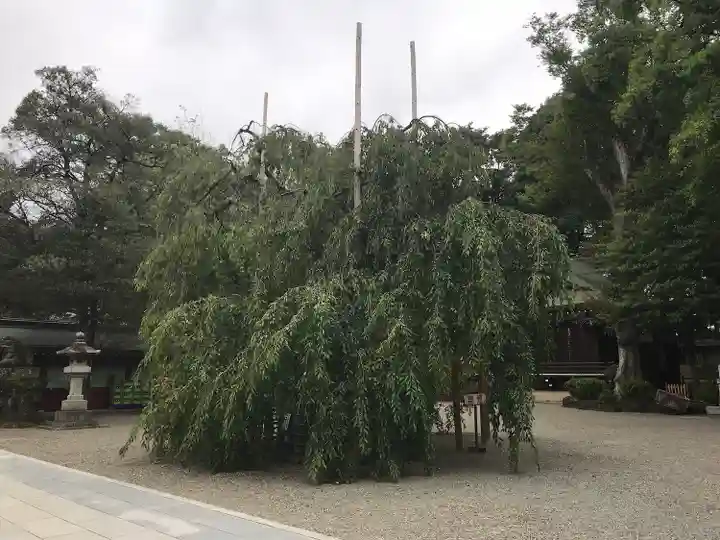 大國魂神社の自然