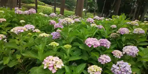 三室戸寺の庭園