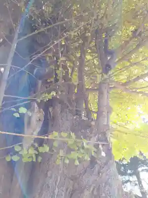 八幡神社の自然