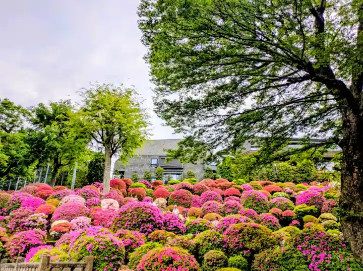 根津神社の{uncategorized: "未分類", other: "その他", undefined: "問題あり", building: "その他建物", grave: "お墓", sacred_gate: "鳥居", guardian: "狛犬", statue: "像", buddha: "仏像", history: "歴史", nature: "自然", garden: "庭園", animal: "動物", pagoda: "塔", temizu: "手水舎", mountain_gate: "山門・神門", sanctuary: "本殿・本堂", subordinate: "末社・摂社", art: "芸術", scenery: "景色", jizo: "地蔵", ema: "絵馬", goshuin: "御朱印", omikuji: "おみくじ", items: "授与品その他", amulet: "お守り", goshuincho: "御朱印帳", eats: "食事", festival: "お祭り", votive_dance: "神楽", shichigosan: "七五三参", wedding: "結婚式", experience: "体験その他", initially: "初詣", around: "周辺", anti_infection: "感染症対策"}