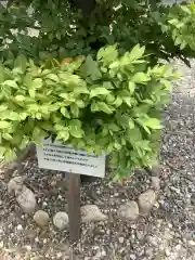 神明社（荒子神明社）の自然