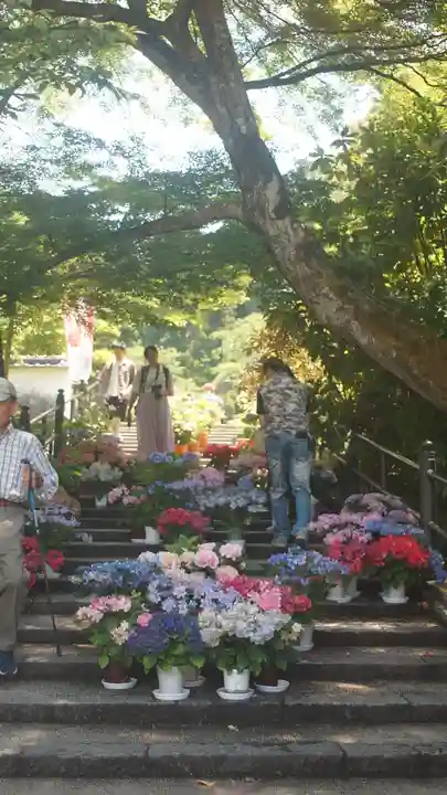 岡寺(龍蓋寺)(奈良県)