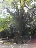 綾神社(宮崎県)