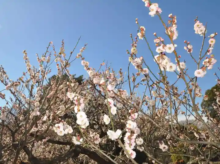 師岡熊野神社(神奈川県)