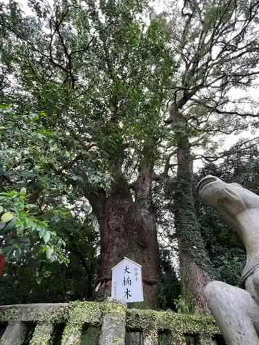 八幡朝見神社の自然