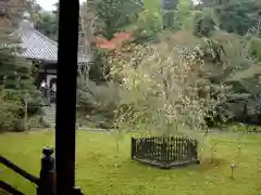 青蓮院門跡の庭園