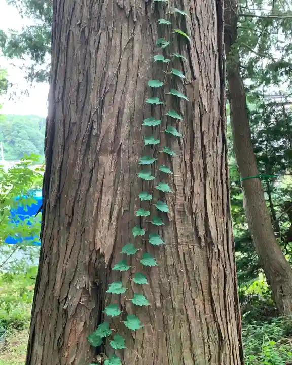 飯笠山神社の自然