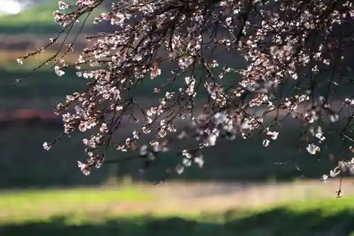 鹿島大神宮の自然