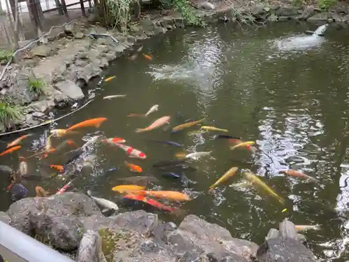 富岡八幡宮の庭園