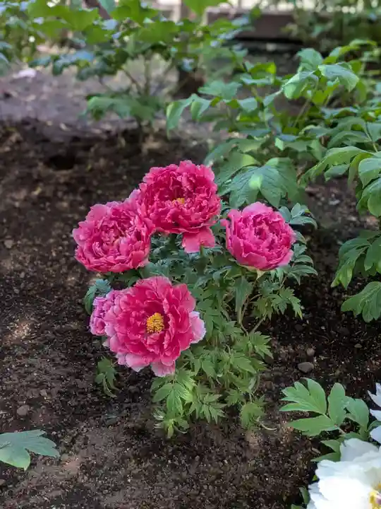 上野東照宮(東京都)