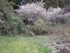 諏訪神社の自然