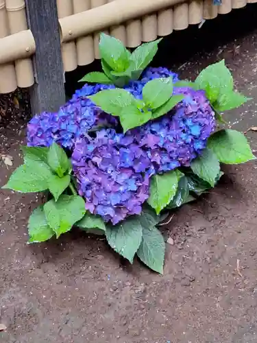 高円寺氷川神社(東京都)