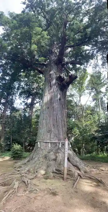 松山神社(千葉県)