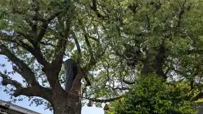 山王神社の自然