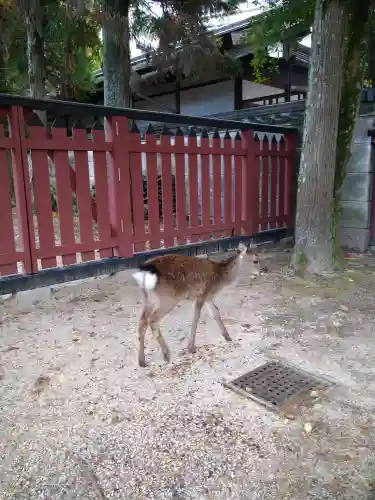 厳島神社の動物