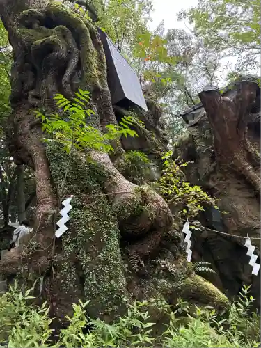 來宮神社(静岡県)