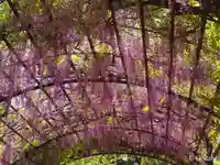 葛井寺(大阪府)