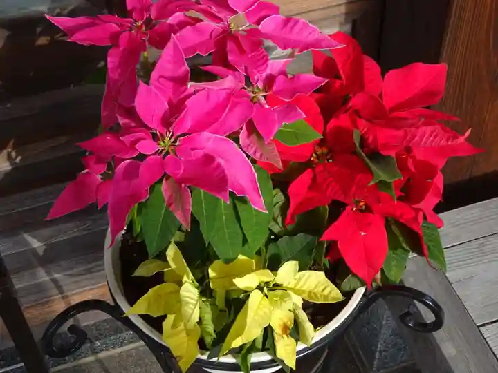 妙蓮寺(神奈川県)