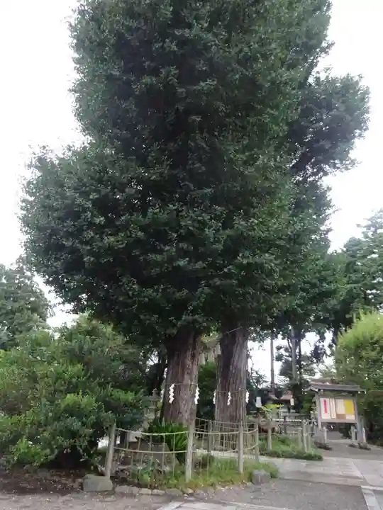 亀ケ池八幡宮の自然