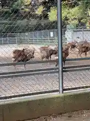 奥宮(鹿島神宮摂社)の動物