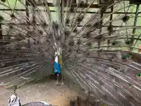 楽法寺(雨引観音)の動物