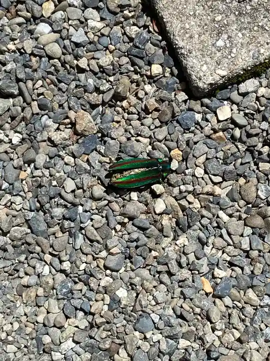 桃太郎神社(栗栖)の動物