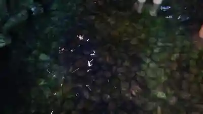 賀茂御祖神社（下鴨神社）の体験その他