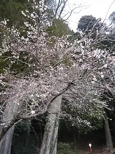 鹿島大神宮の自然