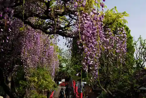 亀戸天神社の自然