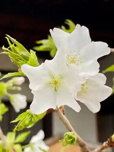 實相寺（実相寺） の自然