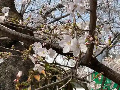 墨染寺（桜寺）(京都府)