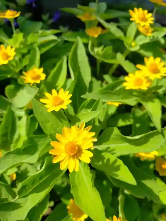 大円寺(東京都)