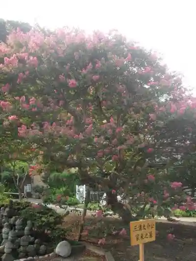 来迎寺(材木座)の自然