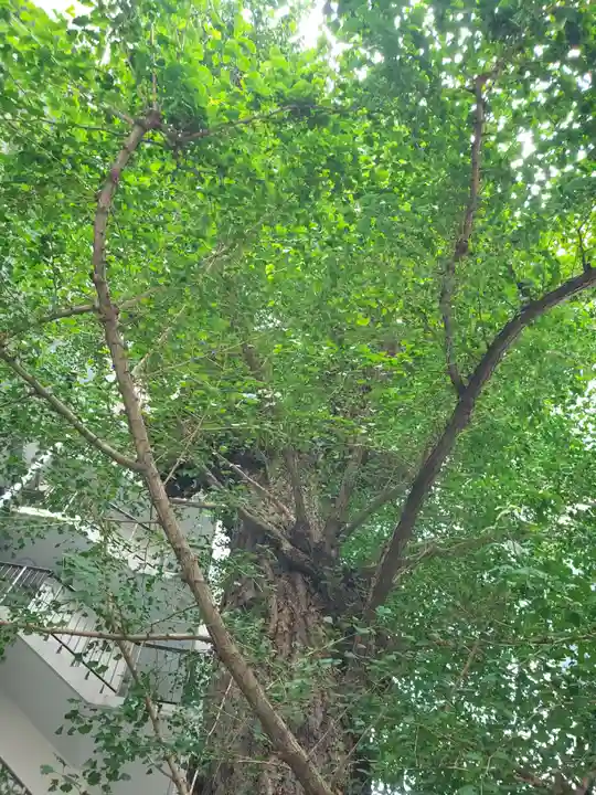 箒銀杏天満宮の自然