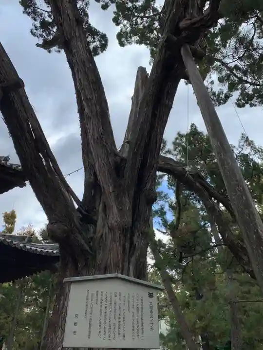 大徳寺(京都府)