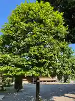阿豆佐味天神社 立川水天宮の自然