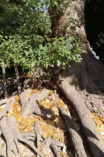 和泉國一之宮　大鳥大社(大阪府)