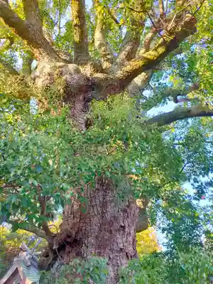 伊達神社(和歌山県)